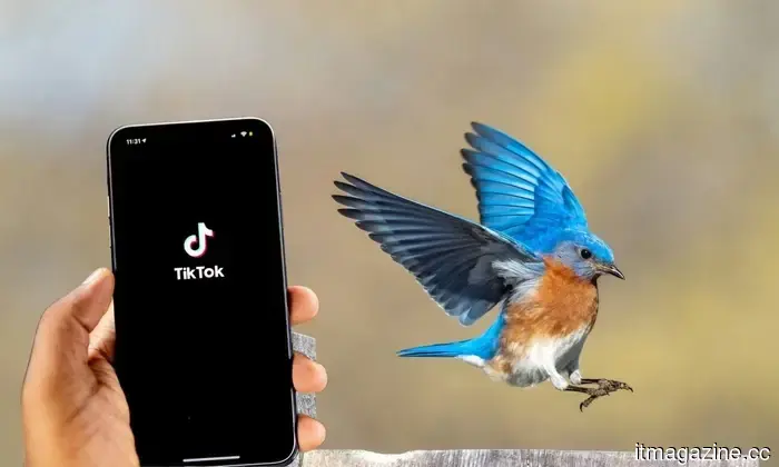 Dimentica il doomscrolling, la Gen Z ora scorre per uccelli su TikTok