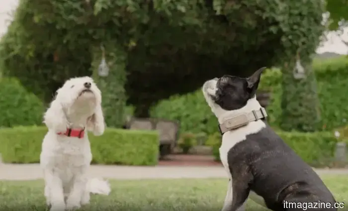 Más que un rastreador, SATELLAI busca redefinir el cuidado inteligente de mascotas.