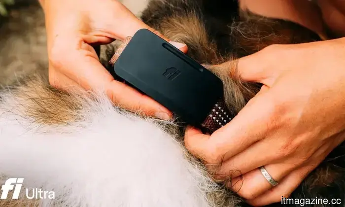 Your dog has the ability to run, but Fi’s new tracker, supported by Starlink satellites, ensures you can always locate them.