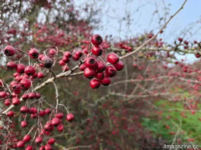 OnePlus 15R review: while it's not extravagant, it stands out as the top phone I've ever evaluated in one important aspect.