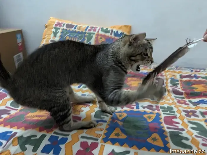 I used the Magic Capture feature on my cat with the Pixel 11 Pro, and I adore every funny shot.