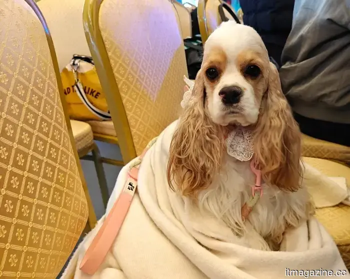 TECNO has introduced the CAMON 50 series with AI, IP69K water resistance, and 60x zoom.