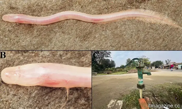 Un video aleatorio de TikTok ayudó a los científicos a descubrir un pez subterráneo raro en India.