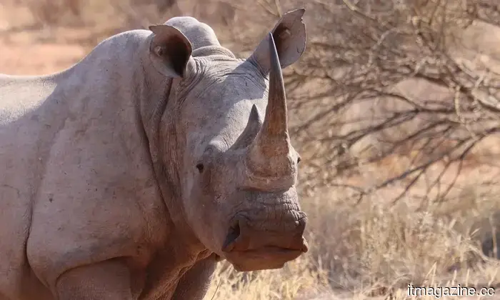 Il monitoraggio della fauna selvatica ha appena ricevuto un enorme aggiornamento, e proviene dallo spazio.