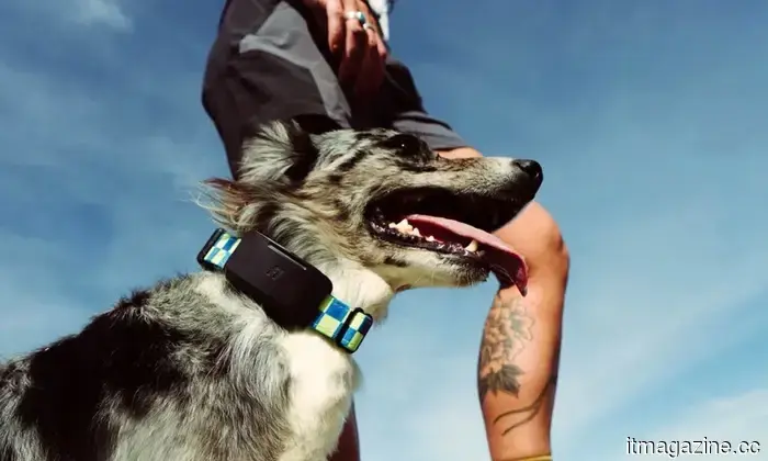 Your dog has the ability to run, but Fi’s new tracker, supported by Starlink satellites, ensures you can always locate them.