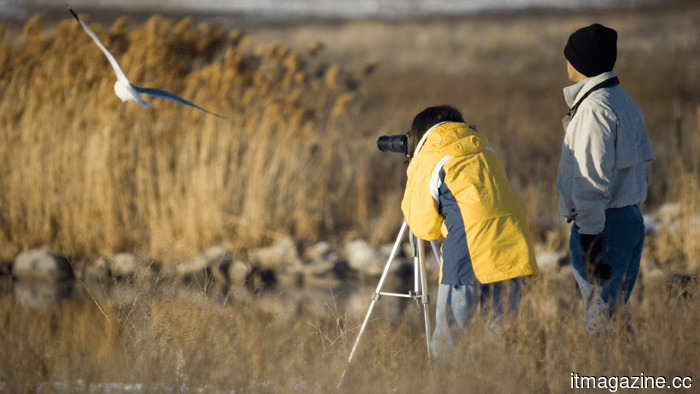 AI-generated misinformation is fabricating rare bird sightings and negatively impacting scientific research.