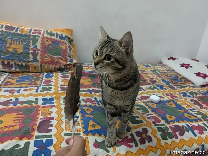 I used the Magic Capture feature on my cat with the Pixel 11 Pro, and I adore every funny shot.