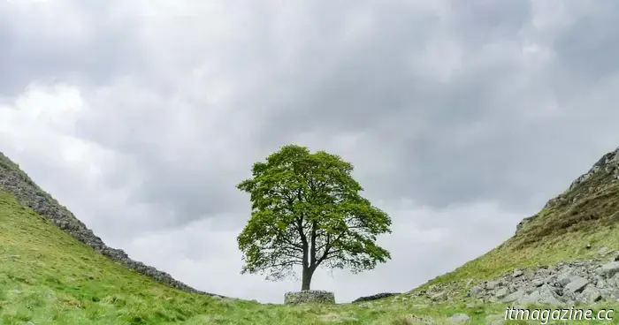 The tree from Kevin Costner's 'Robin Hood' is the focal point of a criminal trial.