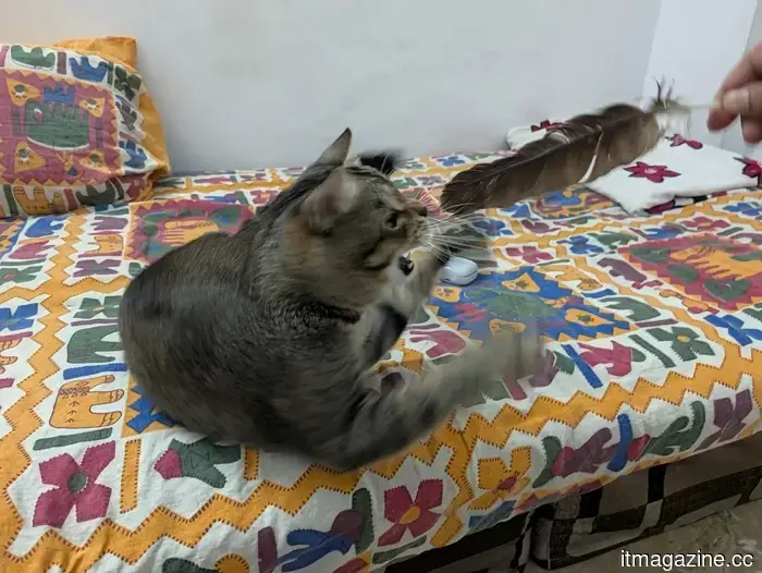 I used the Magic Capture feature on my cat with the Pixel 11 Pro, and I adore every funny shot.