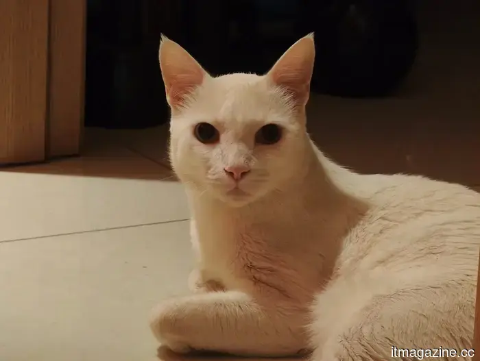 I tried out the camera on the Xiaomi 17 Ultra, and I doubt I will return to using an iPhone.