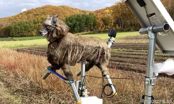 Japan has created robotic wolves to deter bear attacks, and they are selling rapidly.