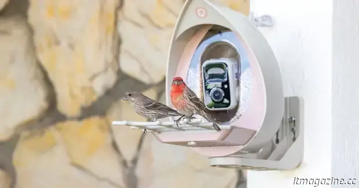 The PeckPert Smart Bird Feeder is appealing and resistant to squirrels.