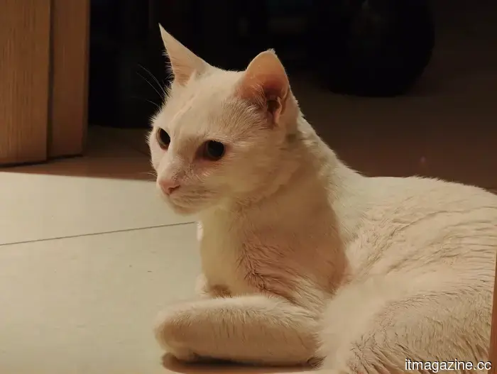 I tried out the camera on the Xiaomi 17 Ultra, and I doubt I will return to using an iPhone.