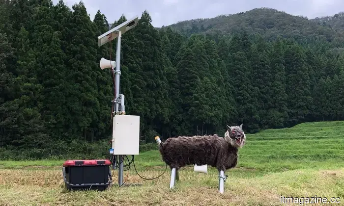 Japan has created robotic wolves to deter bear attacks, and they are selling rapidly.