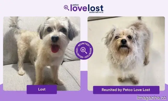 Amidst a chaotic environment filled with challenges, AI is assisting troubled individuals in locating their missing pets.