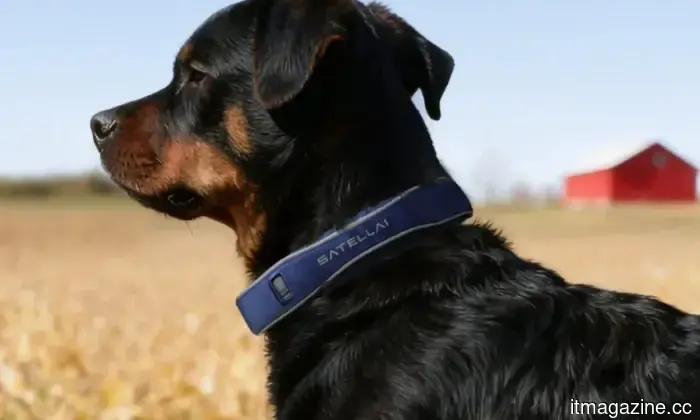 SATELLAI Collar is advancing dog safety and health care through PetSense AI.