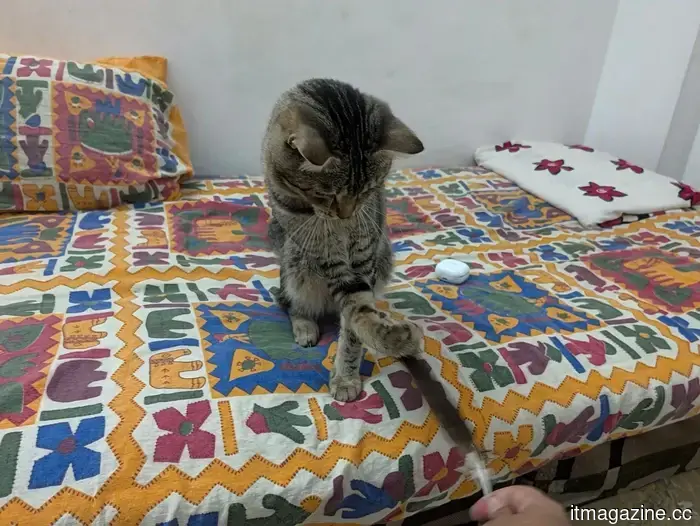 I used the Magic Capture feature on my cat with the Pixel 11 Pro, and I adore every funny shot.
