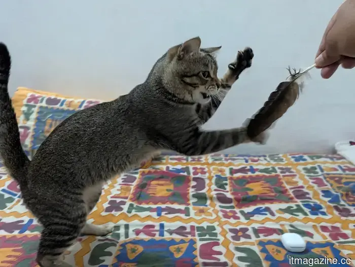 I used the Magic Capture feature on my cat with the Pixel 11 Pro, and I adore every funny shot.