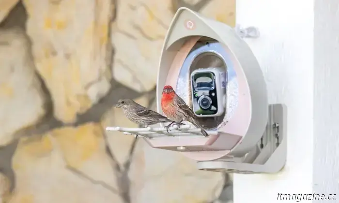 The PeckPert Smart Bird Feeder is appealing and resistant to squirrels.