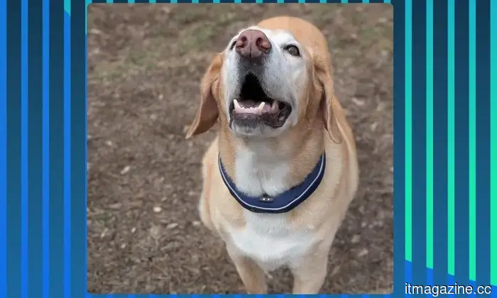 SATELLAI Collar is advancing dog safety and health care through PetSense AI.