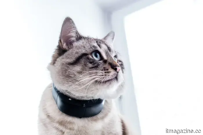 Pet technology is absurd, and I can't stand how much I desire it.