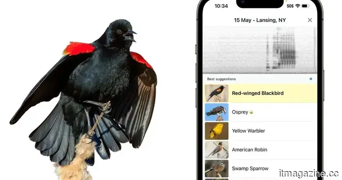 La aplicación de identificación de aves Merlin ahora está mirando hacia una base de datos global de nuestros amigos emplumados en peligro de extinción.