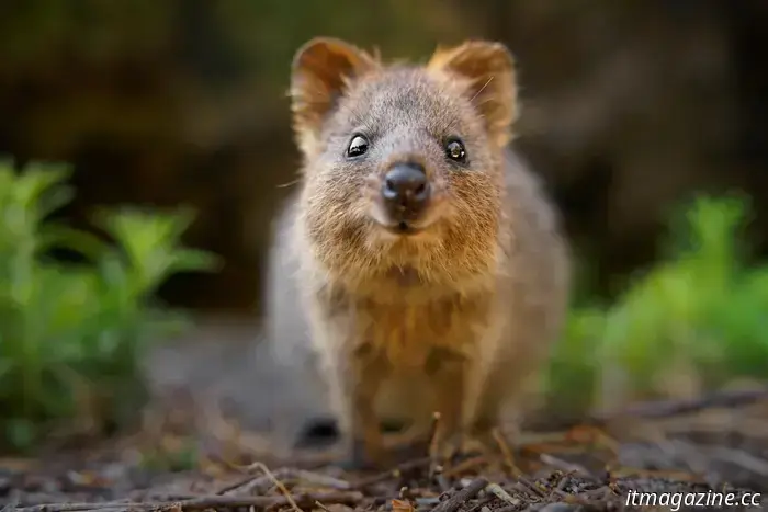 Ha salido la nueva versión de Ubuntu «Questing Quokka».