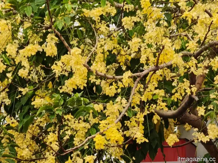I spent a day using the Xiaomi 17T Pro, and the Leica cameras made each shot enticing.
