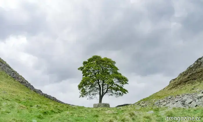 The tree from Kevin Costner's 'Robin Hood' is the focal point of a criminal trial.
