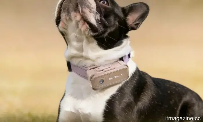 SATELLAI Collar is advancing dog safety and health care through PetSense AI.