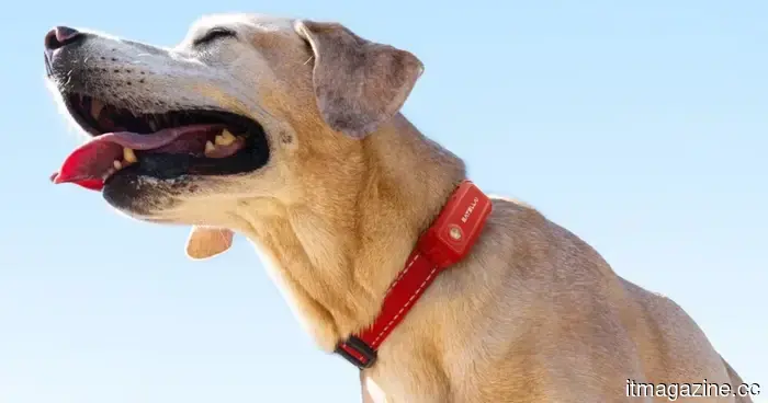 SATELLAI Collar is advancing dog safety and health care through PetSense AI.