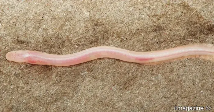 Un video aleatorio de TikTok ayudó a los científicos a descubrir un pez subterráneo raro en India.